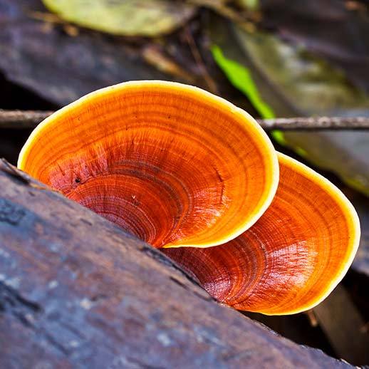 A journey into the world of the reishi mushroom