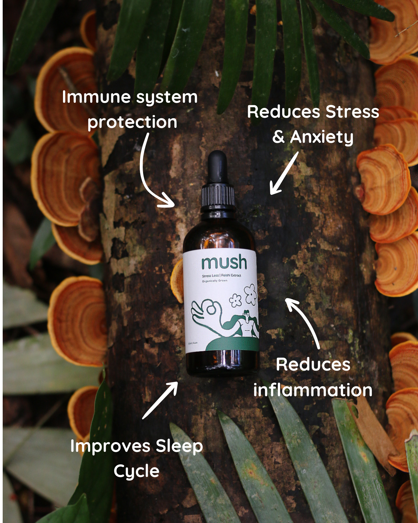 Anxiety Support Bundle | Lions Mane + Reishi