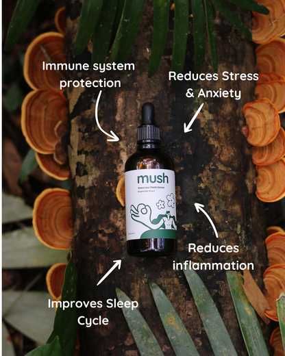 Anxiety Support Bundle | Lions Mane + Reishi